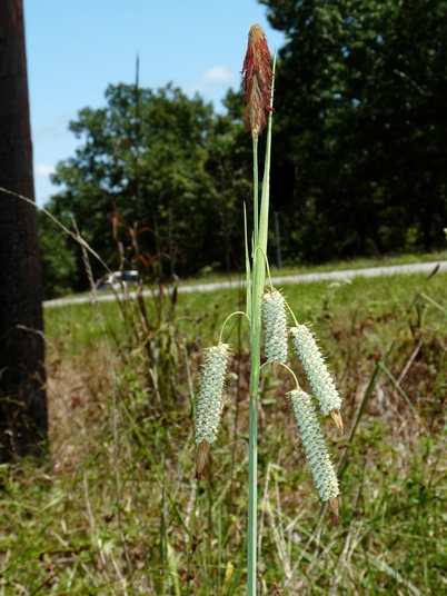 {Carex glaucescens}